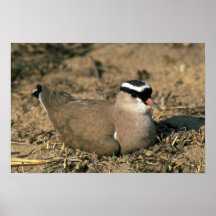 Chorlito coronado posters