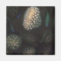 Chromis azulverde (viridis de Chromis) Imanes