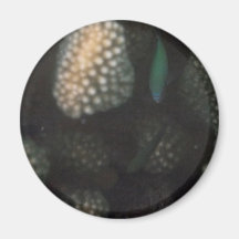 Chromis azulverde (viridis de Chromis) Imanes