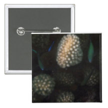 Chromis azulverde (viridis de Chromis) Pin