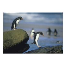 Chrysocome de los pingüinos, del Eudyptes de Rockh Impresiones Fotográficas