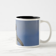 Chrysocome del Eudyptes de los pingüinos de Rockho Tazas