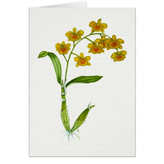 Chrysotoxum del Dendrobium Felicitación