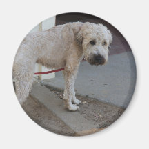 Chucho en el imán del correo