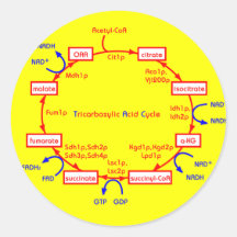 ciclo de ácido tricarboxílico etiqueta