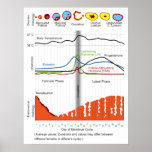 Ciclo menstrual en seres humanos y monos femeninos posters