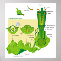 Ciclo vital de un diagrama de la planta del Hornwo Impresiones