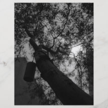 Cielo a través de los árboles tarjetones