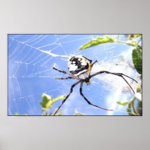 Cielo de la araña posters