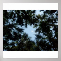 Cielo de la palmera poster