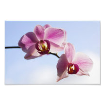 Cielo de orquídea cojinete
