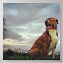 Cielo de Pitbull Poster
