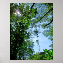 Cielo hawaiano de la selva tropical poster