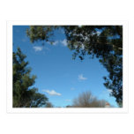 cielo y hojas postal