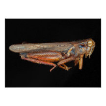 Ciencia - entomología - el specimin comunicados