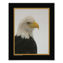 cierre de 8X10 Eagle calvo para arriba Arte Fotografico
