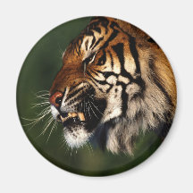 Cierre de la cabeza del tigre para arriba imán de nevera