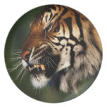 Cierre de la cabeza del tigre para arriba platos de comidas