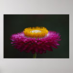 Cierre de la flor eterna encima del poster