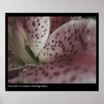 Cierre de Lilly del Stargazer para arriba Poster