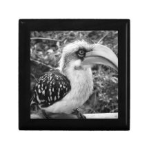 Cierre del pájaro del Hornbill para arriba que mir Caja De Regalo