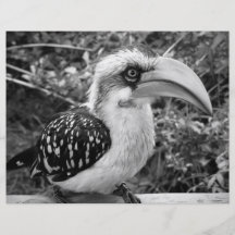 Cierre del pájaro del Hornbill para arriba que mir Tarjetas Informativas