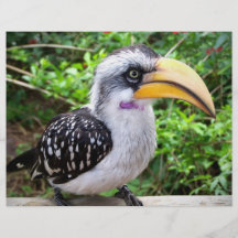 Cierre del pájaro del Hornbill para arriba que mir Flyer Personalizado