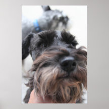 ¡Cierre negro del Schnauzer para arriba! Posters