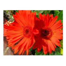 Cierre pintado Rojo-Naranja de la margarita para a Postales