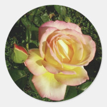 Cierre rosado del rosa amarillo encima del papel p pegatinas redondas