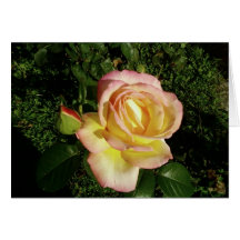 Cierre rosado del rosa amarillo encima del papel p tarjetón