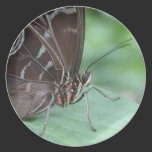 Ciérrese encima de imagen de una mariposa platos