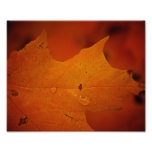 Ciérrese encima de la hoja 8X10 de Autmn Fotografía