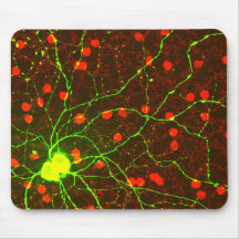 Ciérrese encima de vista de la célula retiniana de tapete de ratón