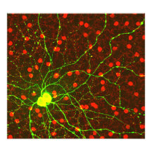Ciérrese encima de vista de la célula retiniana de fotografías  