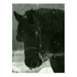 Ciérrese para arriba de caballo negro tarjetas postales