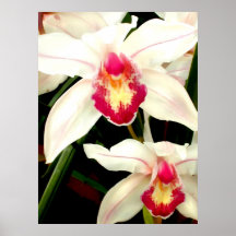 Ciérrese para arriba de Cymbidiums Impresiones