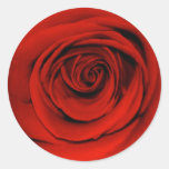 Ciérrese para arriba de rosa rojo etiqueta