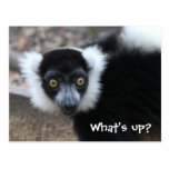 Ciérrese para arriba de un Lemur superado blanco y Postales