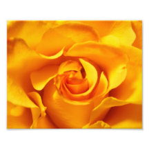 Ciérrese para arriba de un rosa amarillo fotografias