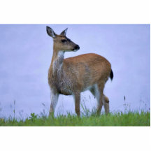 Ciervos atados negro de Sitka Esculturas Fotograficas
