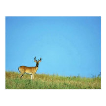 ciervos Blanco-atados Postales