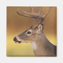 ciervos Blanco-atados, virginianus del Odocoileus, Imán De Frigorífico