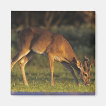 ciervos Blanco-atados, virginianus del Odocoileus, Imán Para Frigorifico