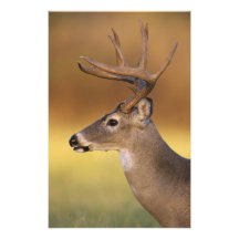 ciervos Blanco-atados, virginianus del Odocoileus, Impresión Fotográfica
