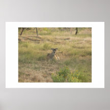 Ciervos de Whitetail Poster