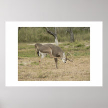 Ciervos de Whitetail Posters