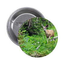Ciervos - Young Buck Pins
