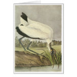 Cigüeña de madera, Juan Audubon Tarjetas