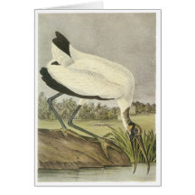 Cigüeña de madera, Juan Audubon Tarjetas